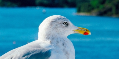 Иллюстративное изображение к профессии