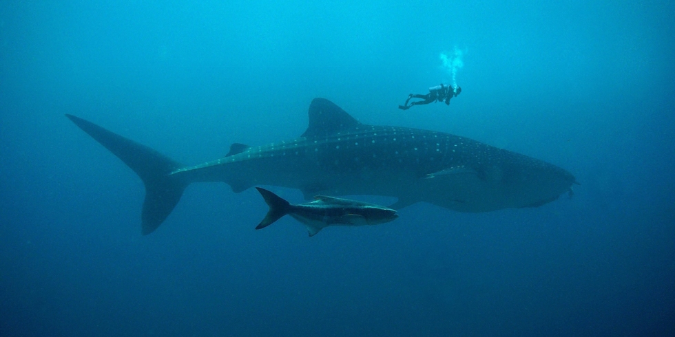 Иллюстративное изображение к профессии