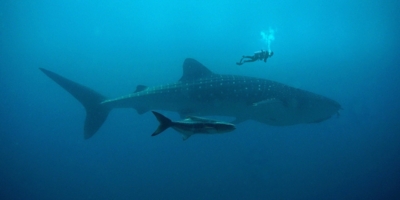 Иллюстративное изображение к профессии